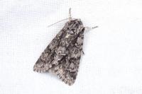 Acronicta auricoma