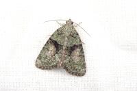 Cryphia