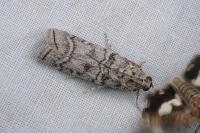 Dioryctria mendacella