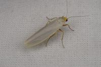 Eilema caniola