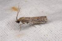 Huertasiella italogallicella