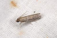 Huertasiella italogallicella