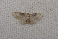 Idaea filicata