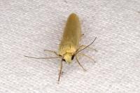 Indalia pygmaeola pallifrons