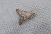 Metasia cuencalis bourgognei