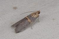 Oxybia transversella