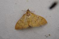 Patania balteata