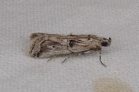 Pempelia genistella