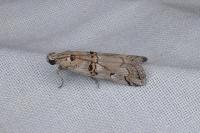 Pempelia palumbella