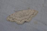 Scopula marginepunctata
