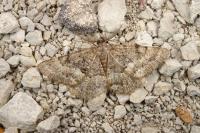 Selidosema taeniolaria