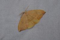 Watsonalla binaria