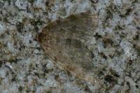 Epirrita