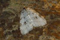 Epirrita