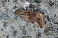 Eublemma ostrina