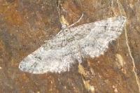 Gymnoscelis rufifasciata