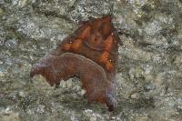 Scoliopteryx libatrix