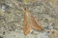 Udea ferrugalis
