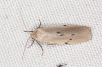 Pelosia muscerda
