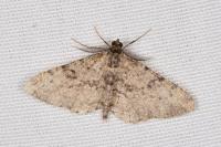 Peribatodes rhomboidaria rhomboidaria