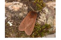 Phragmatobia fuliginosa