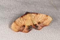 Plagodis dolabraria