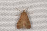 Pyrausta despicata