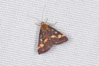 Pyrausta purpuralis
