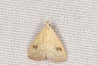 Rivula sericealis