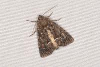 Thalpophila matura