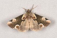 Thyatira batis