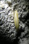 Agriphila tristella