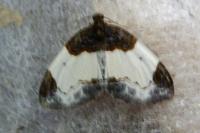 Mesoleuca albicillata