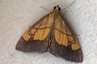 Evergestis limbata