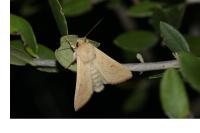 Mythimna vitellina
