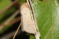 Mythimna ferrago
