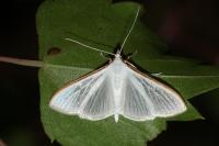 Palpita vitrealis