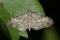 Eupithecia semigraphata
