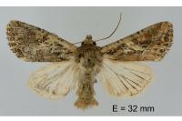 Lacanobia blenna