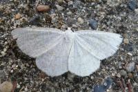 Cabera exanthemata