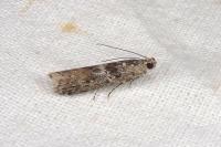 Ancylosis oblitella