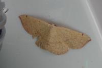 Cyclophora puppillaria
