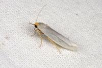 Indalia uniola