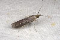 Epischnia prodromella