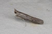 Epischnia prodromella
