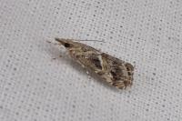 Euchromius cambridgei