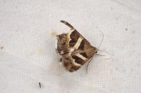Grammodes stolida