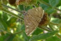 Loxostege sticticalis