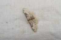 Idaea filicata