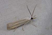 Mesocrambus pallidellus